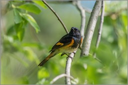 American Redstart 2 5092 WEB