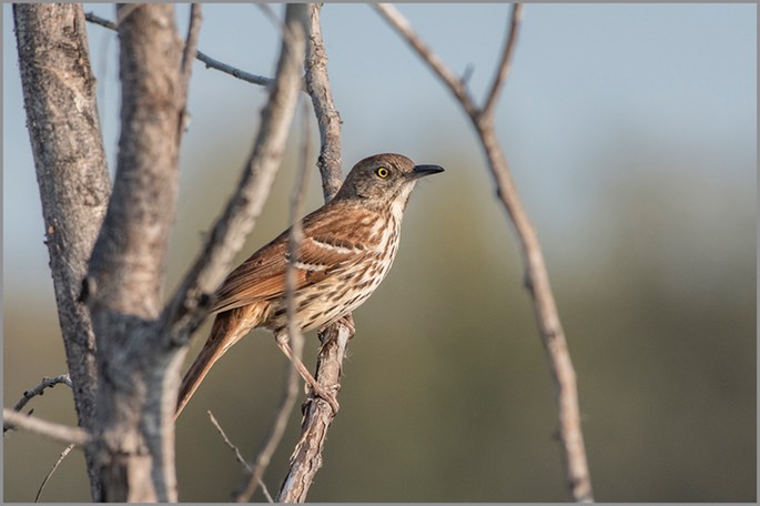 Brown Thraher WEB copy