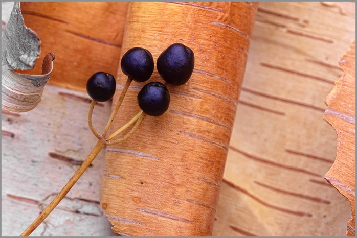 Clintonia WEB