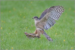 Coopers Hawk 6374 WEB