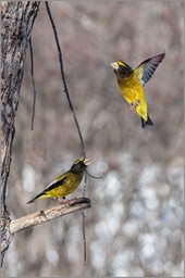 Evening grosbeaks WEB