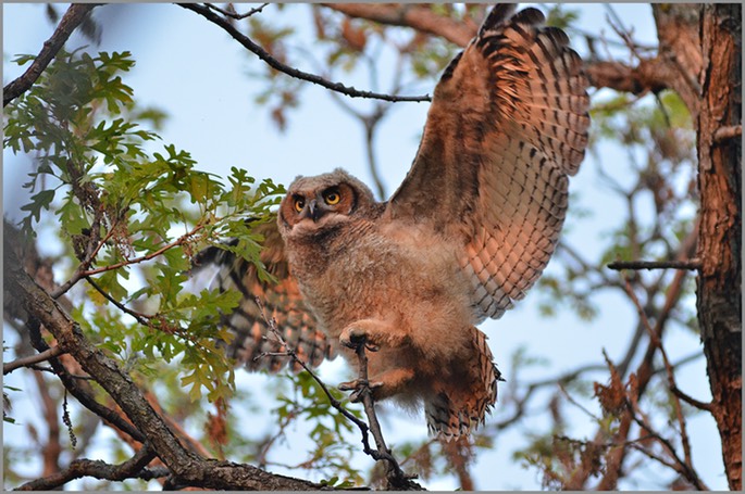 First Flight WEB