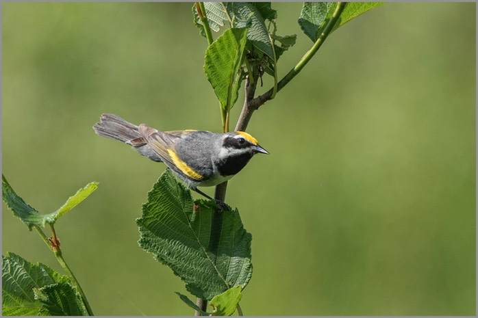 Golden-winged Warbler 2 5609 WEB