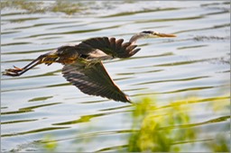 Heron in flight WEB