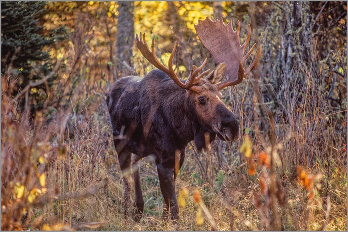 Moose 18 WEB