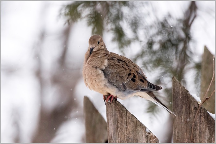 Mourning Dove 3 WEB