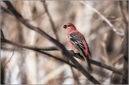 Pine Grosbeak WEB