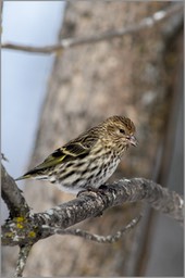 Pine Siskin WEB