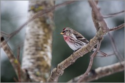 Redpoll 1 WEB copy