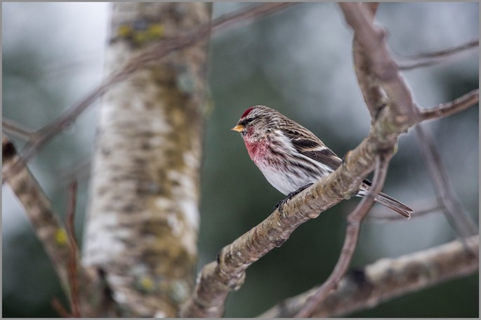 Redpoll 1 WEB copy