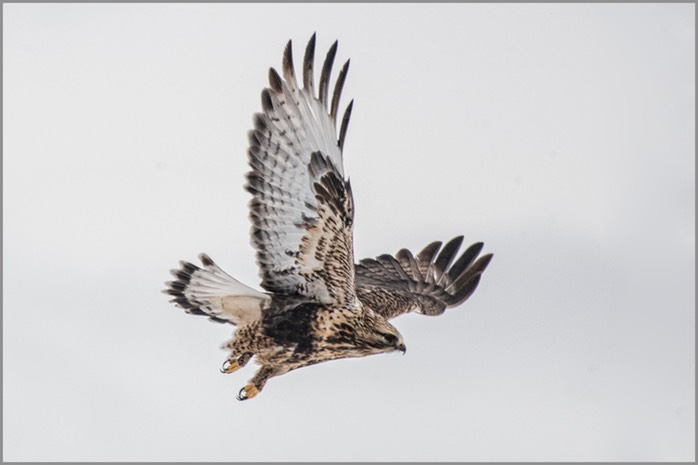 Rough-legged Hawk 2537 WEB copy