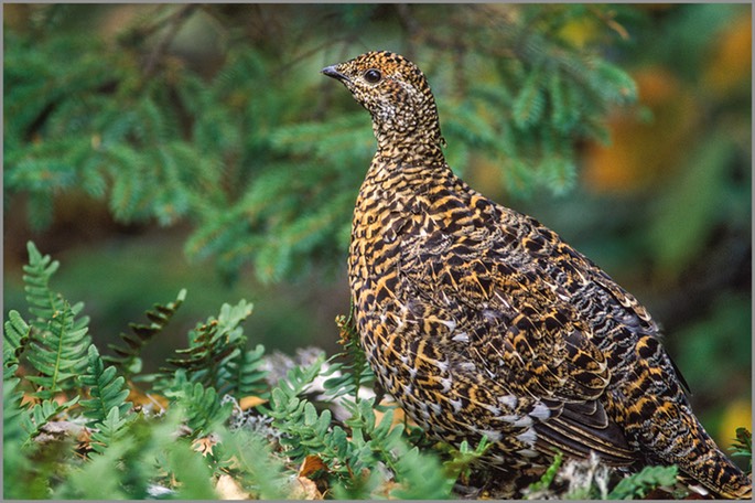 Spruce grouse female 2 WEB